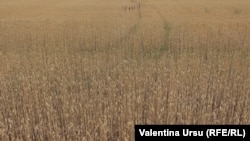 Иллюстрациялык сүрөт. 