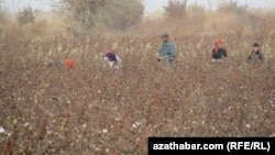 Lebabyň ýygymçylary pagta meýdanlarynda. Arhiwden alnan surat