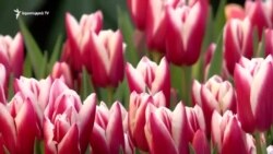 Այսօր Կանանց միջազգային օրն է