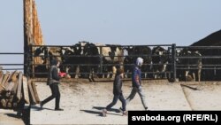 Ілюстрацыйнае фота. Каровы на фэрме