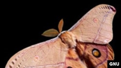 Аз заҳри шоҳпаракҳои зарриндумбол дар Душанбе якчанд нафар бемор шудааст