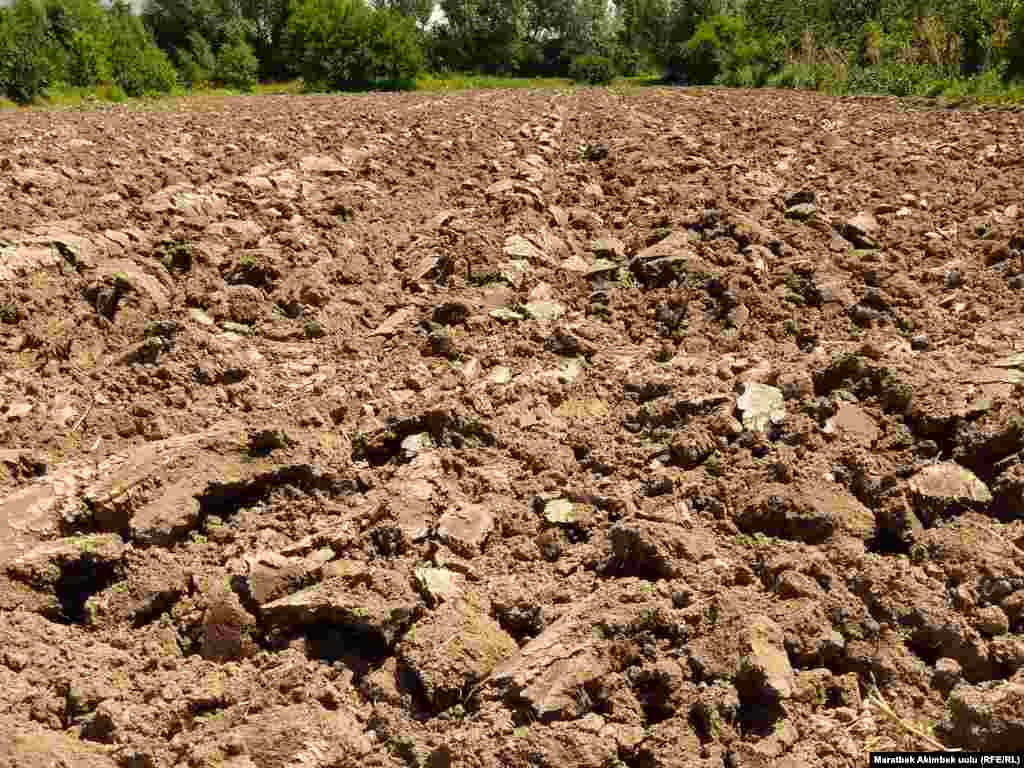 Түшүмү жыйналган жерлер дароо айдалып, бадыраң, жүгөрү же күрүч эгилет.