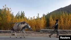 Afghan militants have used donkeys to deliver bombs in the past. (file photo)