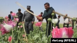 آرشیف، تخریب مزارع کوکنار در افغانستان