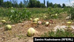 Кара-Суудагы дарбыз талаасы. 