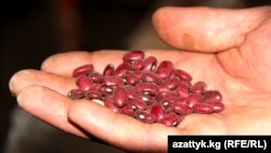 Таластагы төө буурчак. 