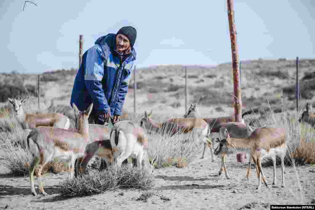 Жейрендердин саны 50гө жеткенде алар тышка ээн-эркин коё берилет.