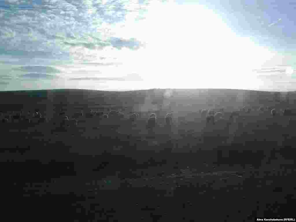 Нередко скот, пасущийся недалеко от трассы, попадает под колеса машин. 