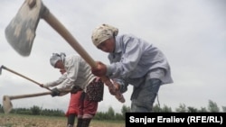 Жалал-Абадда талаада иштеген өзбек аялдар. 2012-жыл, май айы. 