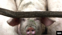 Десяток стран отказался от импорта свинины из США