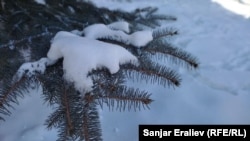 Иллюстрация сүрөт.