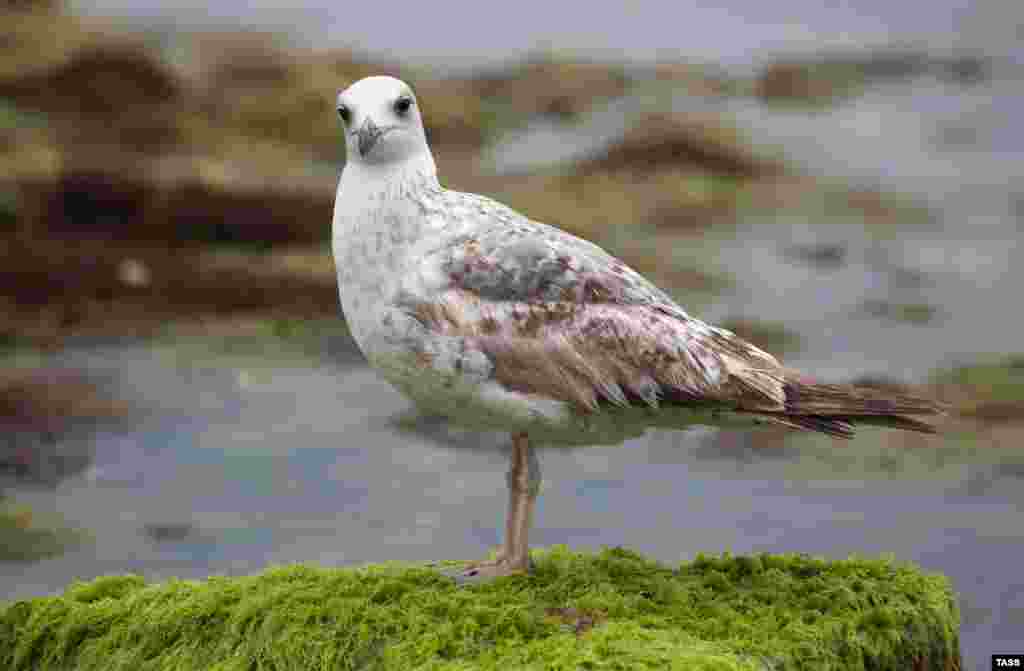 З острівця, вкритого мохом, за фотографом спостерігає чайка