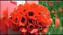 Кызгалдактуу талаалар