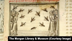 Нашэсьце саранчы