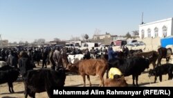  بازار فروش حیوانات در ولایت جوزجان