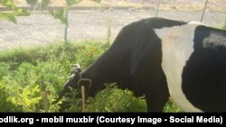 Nishon tumanida so‘yilgan "kasal sigir" axoli orasidagi vahimaga sabab bo‘lgan.