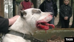 Сильные челюсти не всем по нраву