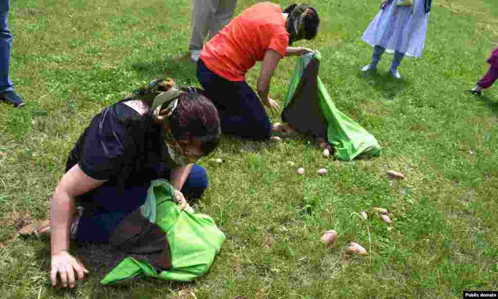 Күзне бәйләп бәрәңге җыю бәйгесе