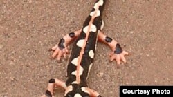 Иран - "Луристан кескелдириги"