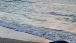 «По неизвестным причинам». Массовая гибель каспийских тюленей