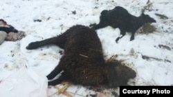 Тоготой айылындагы кырылган койлор. Кара-Кулжа, Ош, Кыргызстан.