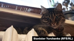 У КМДА запевнили, що поки тарифи не підвищать