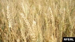 Пока не ясно, поспеют ли рекордные урожаи за растущим спросом