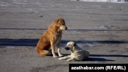 Illýustrasiýa suraty