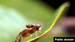 Средиземноморская дрозофила