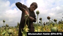 مزرعه مواد کوکنار در ولایت ننگرهار