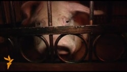 Euro 2012 нәтиҗәләрен дуңгыз фаразлаячак