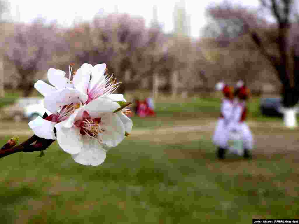 Жылына өрүк бактарынан жалпысынан 3,5 млрд. сомдой кирше алынары айтылып келет.
