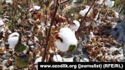 Qarorga binoan paxta tolasi Respublika tovar-xomashyo birjasida boshlang‘ich birja narxida erkin sotiladi.