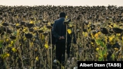 Ռուսաստան - Ուզբեկստանցի աշխատանքային միգրանտը Սամարայի շրջանի արևածաղկի դաշտում, արխիվ