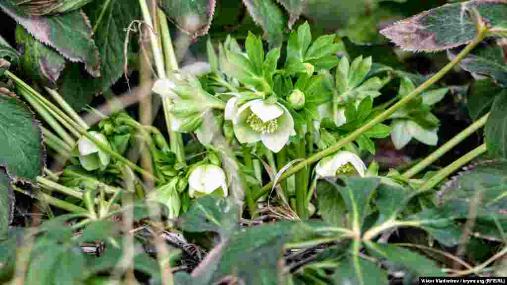 Прогулянка затишним і тихим ботанічним садом у кримській столиці&nbsp;&ndash; в нашій фотогалереї​