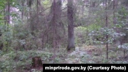 Ельнікі ў Добрускім раёне Гомельскай вобласьці. Фота Міністэрства прыродных рэсурсаў Беларусі