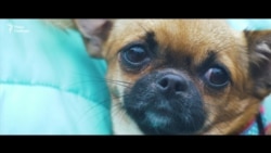 У Києві пройшов марш за права тварин (відео)