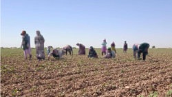 Diňle: Balkanda býujetciler pagta meýdanlaryna äkidilýär ýa-da pul tölemäge mejbur bolýar