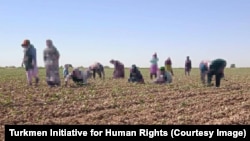 Источник: Turkmen Initiative for Human Rights