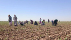 Diňle: Lebapda kärendeçilerden pagtanyň gozasyny ýygnap almak işleri batlandy