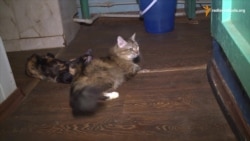 Притулок для домашніх тварин із зони АТО допомагає улюбленцям знаходити нових господарів