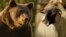 Romania's Bear Battle Ignites Following Poaching Death of 'Arthur' video grab3