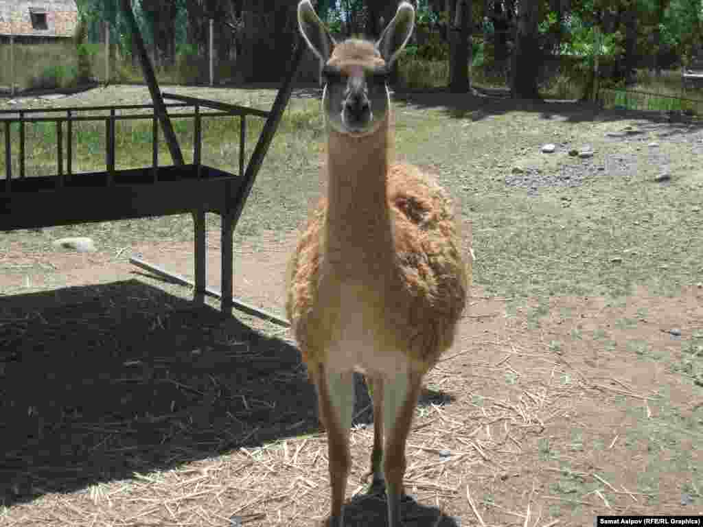 Ал эми жергиликтүүлөр кирүү акысын төлөбөй, кызматкерлер менен кайым айтышуулар көп болот.&nbsp;