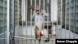 Знаменитый Сухумский обезьяний питомник остается сегодня одной из визитных карточек туристической Абхазии, а в институте, который работает в тесном сотрудничестве с российскими научными учреждениями, продолжаются медицинские исследования