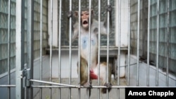 После грузино-абхазской войны питомник находился в ужасном состоянии: от нескольких тысяч осталось около 150 обезьян, cейчас поголовье увеличилось до 600