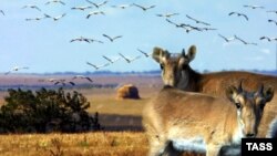 Жейрендер. Орусия, 2004-жыл