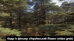 Ліванські кедри, про які згадує Леся Українка у своєму підручнику. Кадр із документального фільму «Український Ліван» (оператор – Михайло Шелест)
