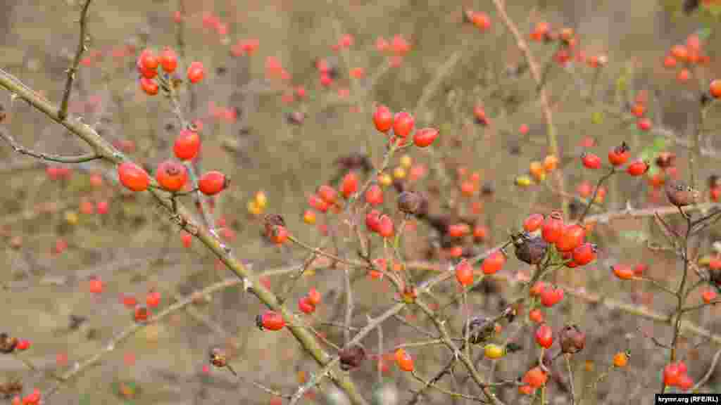 Шипшина в лісі дозріла, її активно збирають відпочивальники