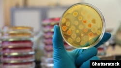 Иллюстрациялык сүрөт. 