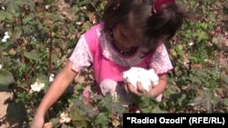 Ўзбекистондаги болалар мажбурий меҳнати муаммоси хаваскор шоир ижоди учун мавзу бўлди.